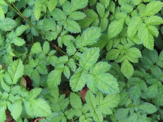 Astilbe microphylla