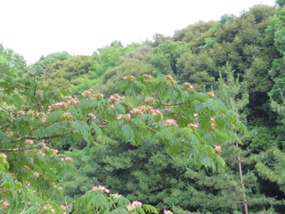 Albizia julibrissin