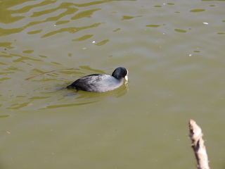Fulica atra