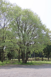 Quercus serrata