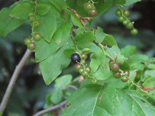 Vaccinium oldhamii