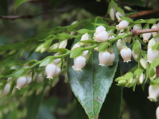 Vaccinium bracteatum