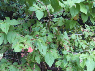 Vaccinium oldhamii