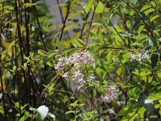Clematis × takedana