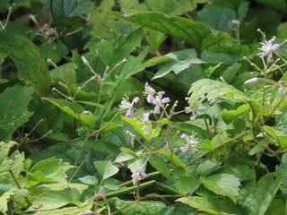 Clematis × takedana