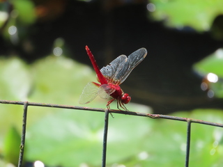 Crocothemis servilia