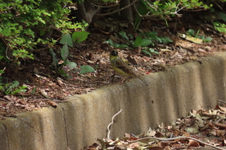 Emberiza spodocephala