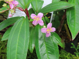 Bredia yaeyamensis
