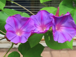 Ipomoea indica