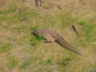 Lithobates catesbeianus