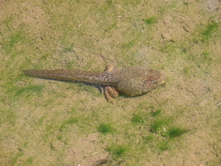 Lithobates catesbeianus