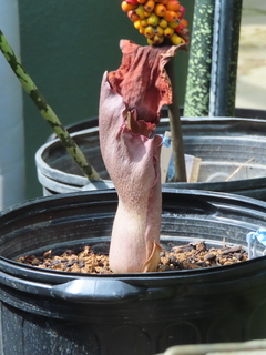 Amorphophallus koratensis?