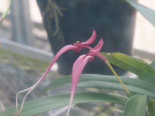 Bulbophyllum biflorum