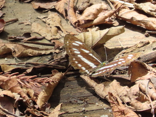 Neptis philyra