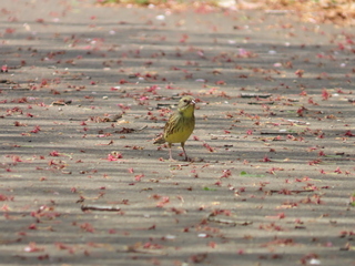Emberiza spodocephala