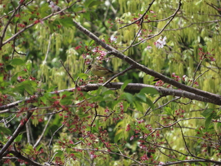 Emberiza spodocephala