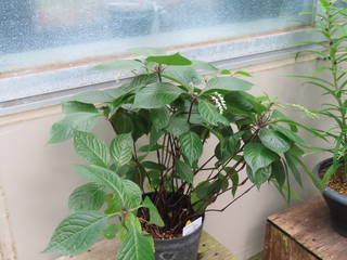 Chloranthus oldhamii
