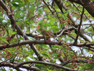Emberiza spodocephala