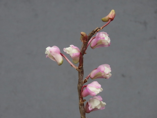 Dendrobium cv.