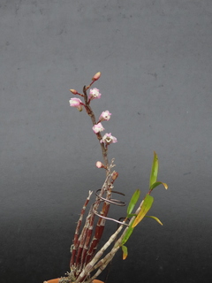 Dendrobium cv.