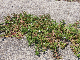 Diodia virginiana