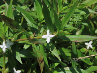 Diodia virginiana