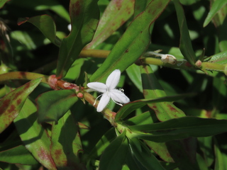 Diodia virginiana