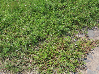 Diodia virginiana