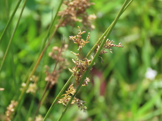 Juncus polyanthemus