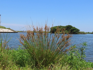 Juncus polyanthemus