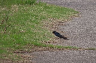 Hirundo rustica