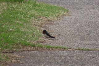 Hirundo rustica