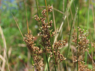 Juncus polyanthemus