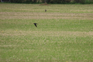 Hirundo rustica