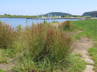 Juncus polyanthemus