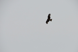 Milvus migrans