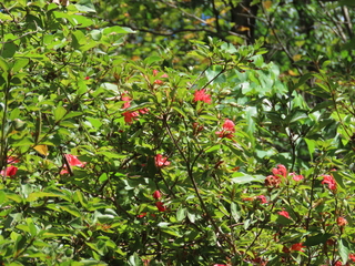 Rhododendron kaempferi