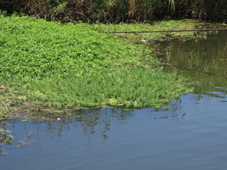 Myriophyllum aquaticum