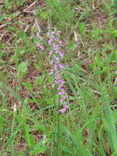 Spiranthes sinensis