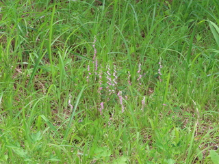IMG_9184.JPG