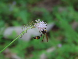 Oreumenes decoratus