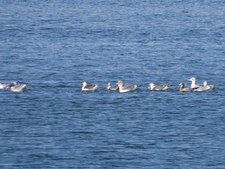 Larus argentatus