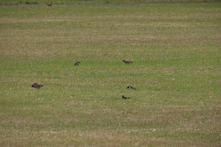 Spodiopsar cineraceus and Hirundo rustica
