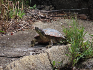 Trachemys scripta