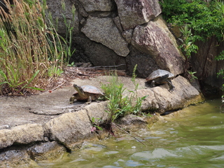 Trachemys scripta