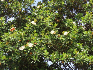 Magnolia grandiflora