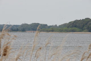 Ushiku-numa