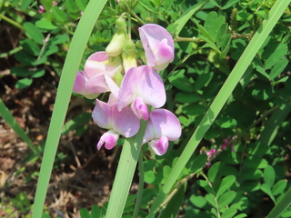 Lathyrus latifolius