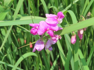 Lathyrus latifolius