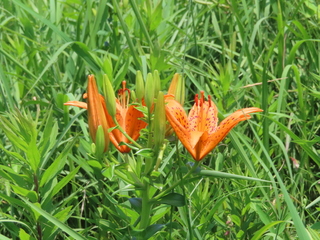 Lilium maculatum